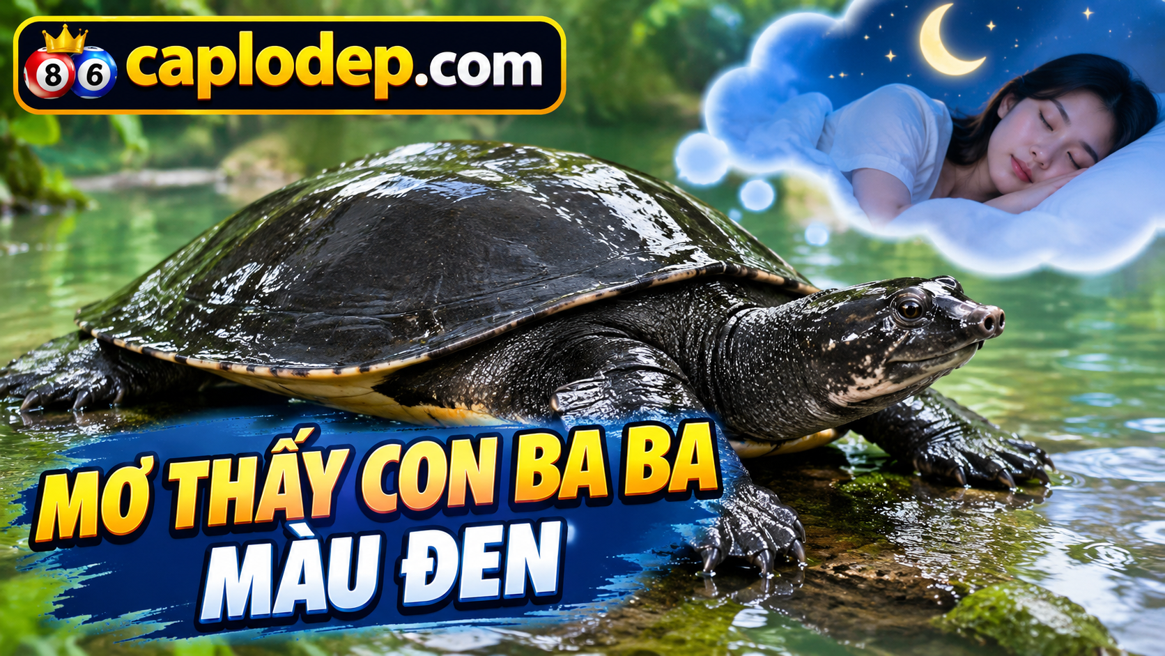 mơ thấy con ba ba màu đen